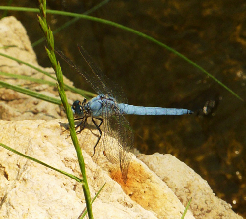 libellula azzurra? - Orthetrum brunneum