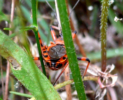 Rhynocoris e Sphedanolestes italiani (Het., Reduviidae)