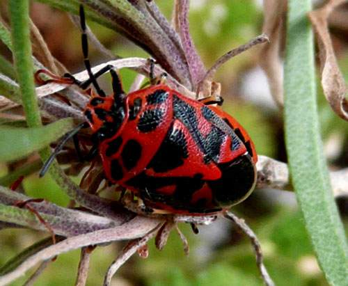 Eurydema ventralis (Heteroptera, Pentatomidae)