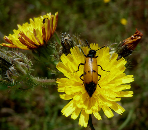 giallo e nero a Bagno Vignoni