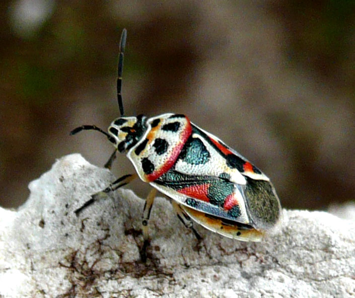 Eurydema ventralis (Heteroptera, Pentatomidae)