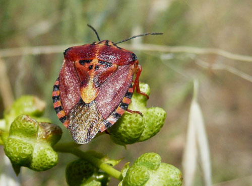 Codophila della Valle di Comino.