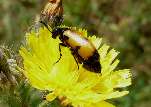 giallo e nero a Bagno Vignoni