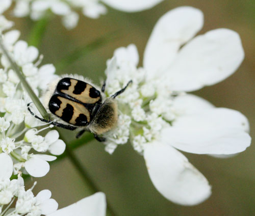 Cetoniidae: Trichius gallicus (= zonatus)