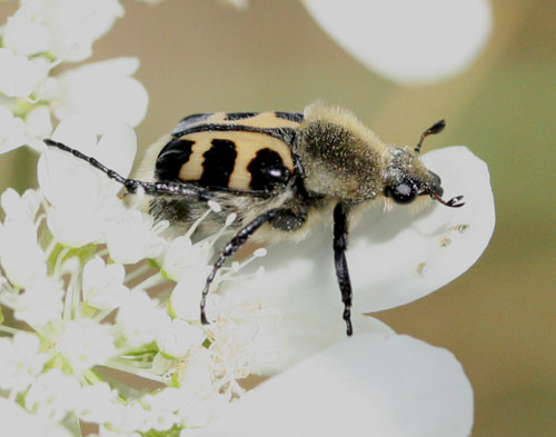 Cetoniidae: Trichius gallicus (= zonatus)