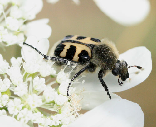 Cetoniidae: Trichius gallicus (= zonatus)