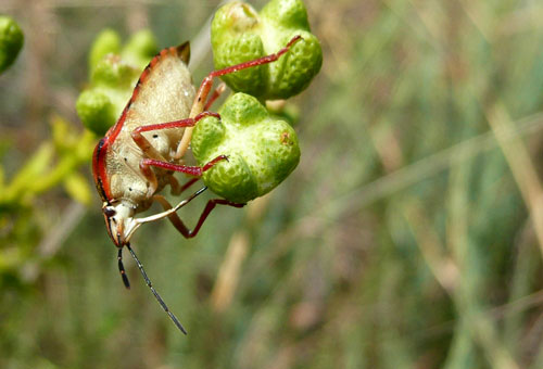 Codophila della Valle di Comino.