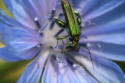 chi ? Oedemera nobilis var. auriceps