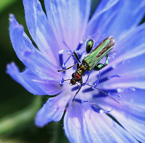 chi ? Oedemera nobilis var. auriceps