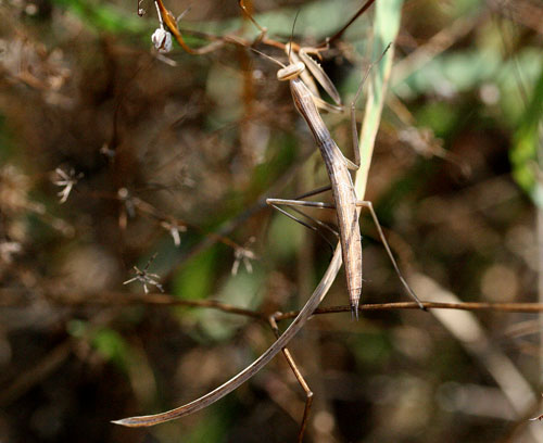 mantide nella Val di Comino - Mantis religiosa