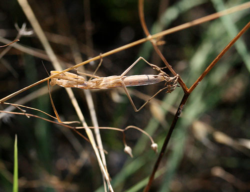 mantide nella Val di Comino - Mantis religiosa