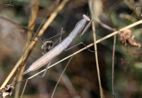 mantide nella Val di Comino - Mantis religiosa