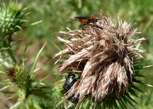 Braconidae giallo e rosso, Val d''Orcia.