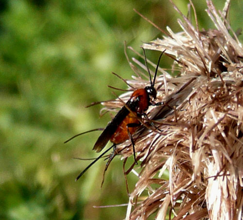 Braconidae giallo e rosso, Val d''Orcia.