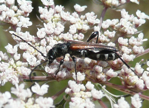 Stenopterus ater in Val d''Orcia.