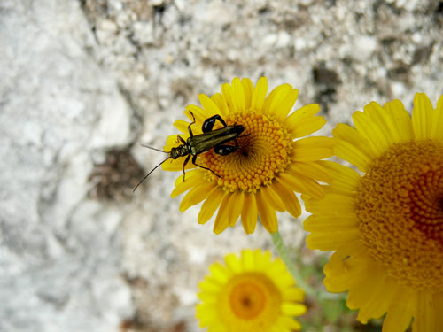 un altro fiore giallo, molto simmetrico - Cota tinctoria