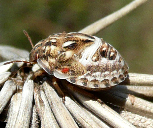 ninfa o neanide di carpocoris, suppongo (Odontotarsus sp).