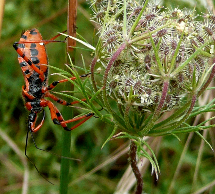 Rhynocoris e Sphedanolestes italiani (Het., Reduviidae)