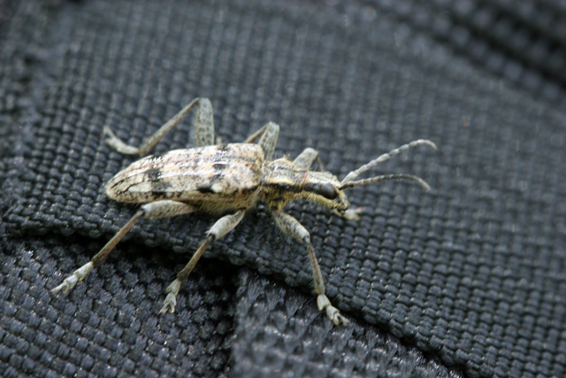 Cerambycidae  da determinare:  Rhagium inquisitor