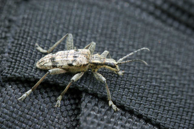 Cerambycidae  da determinare:  Rhagium inquisitor