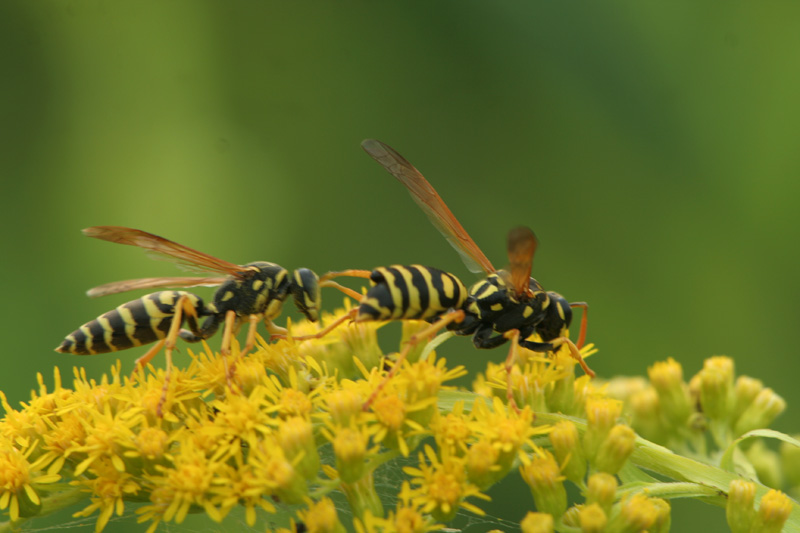 Polistes dominulus  (Vespidae).