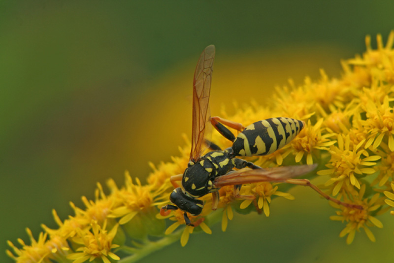 Polistes dominulus  (Vespidae).