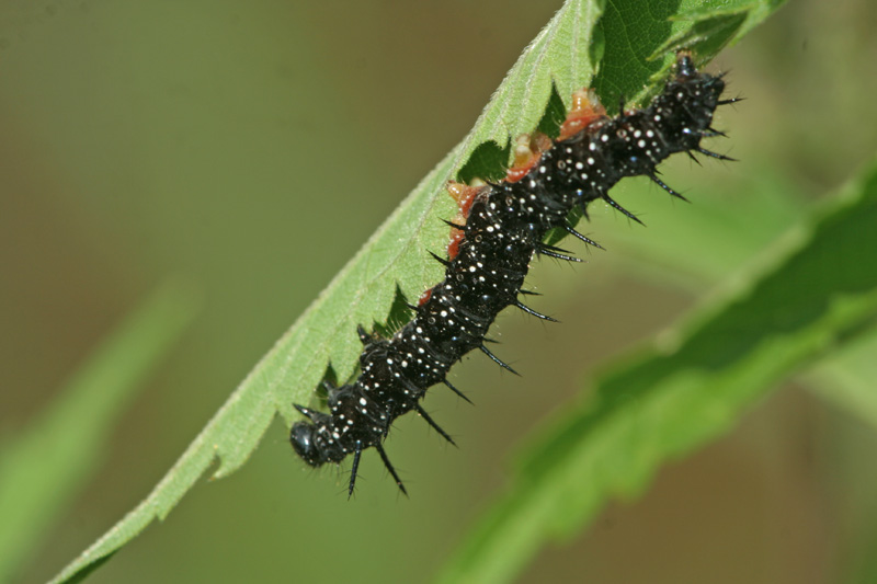 larva di..... ??....di Aglais io