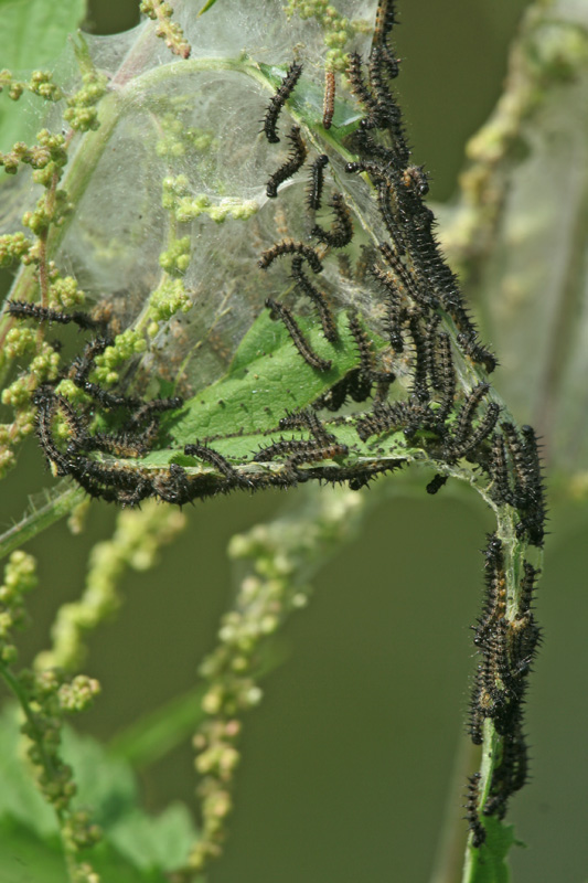 larva di..... ??....di Aglais io