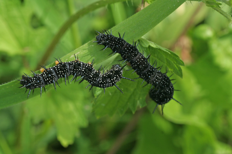 larva di..... ??....di Aglais io