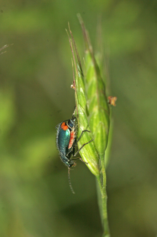 Coleottero da determinare: Malachius sp.