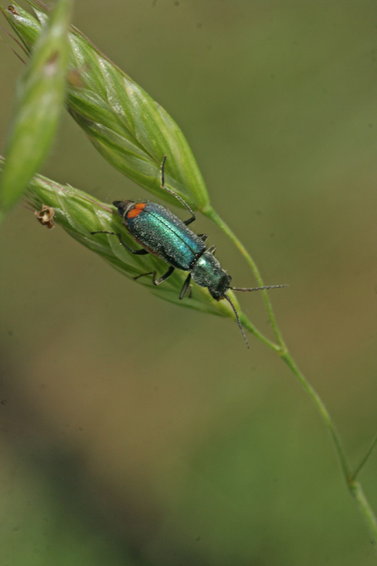 Coleottero da determinare: Malachius sp.