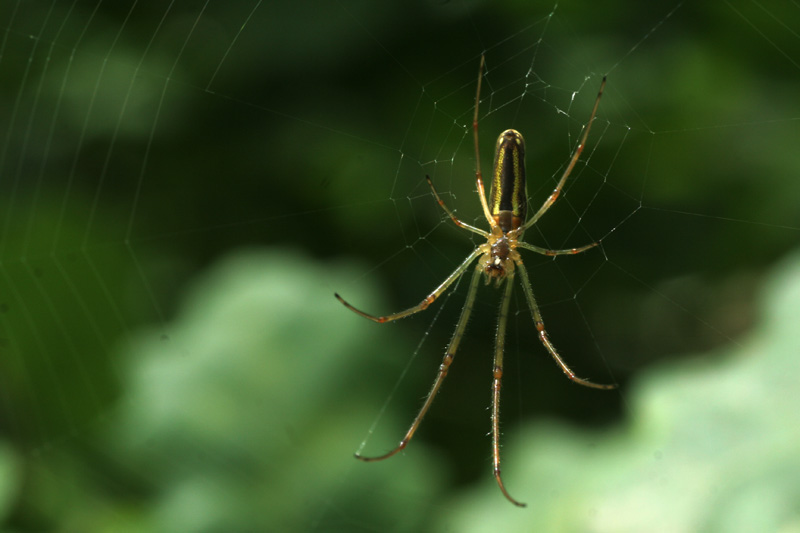 Tetragnatha sp.