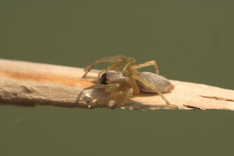 Clubiona sp.
