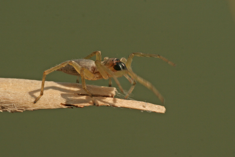 Clubiona sp.