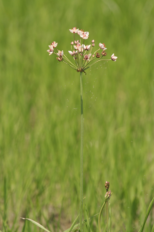 Butomus umbellatus / Giunco fiorito