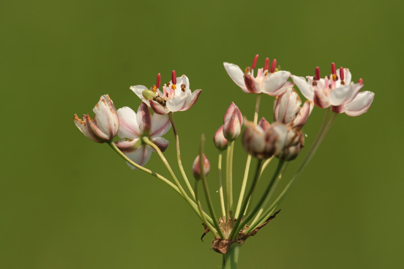 Butomus umbellatus / Giunco fiorito