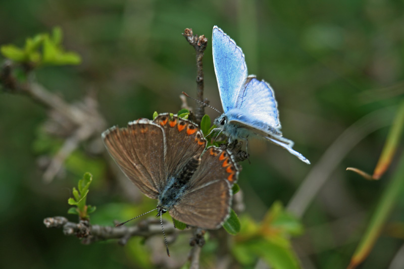 Lysandra bellargus