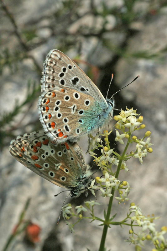 Lysandra bellargus