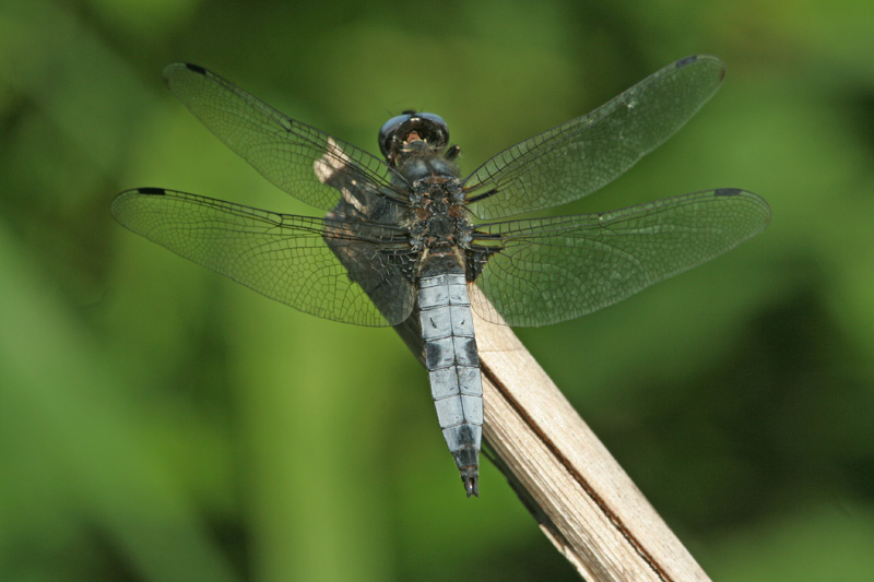 Libellula fulva