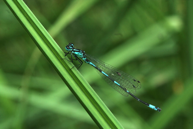 determinazione: carrellata di libellule