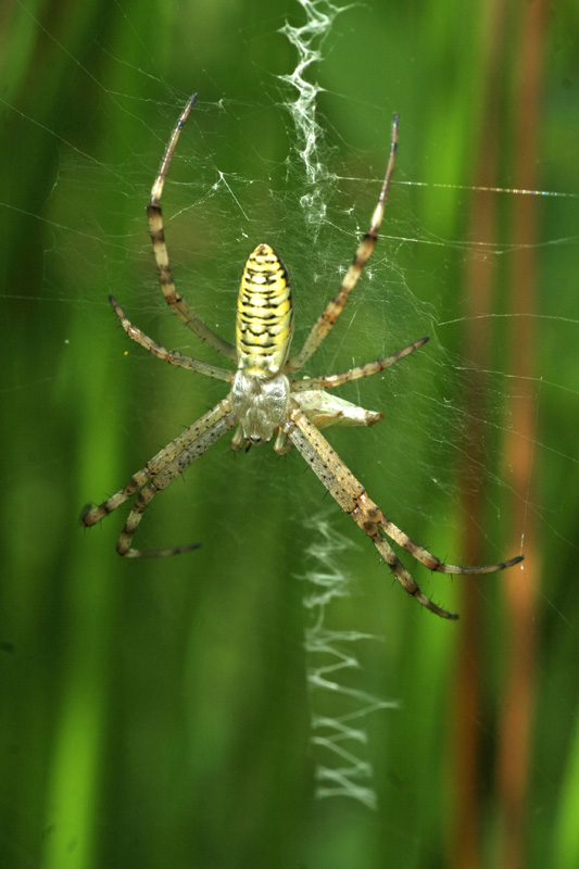 Argiope bruennichi