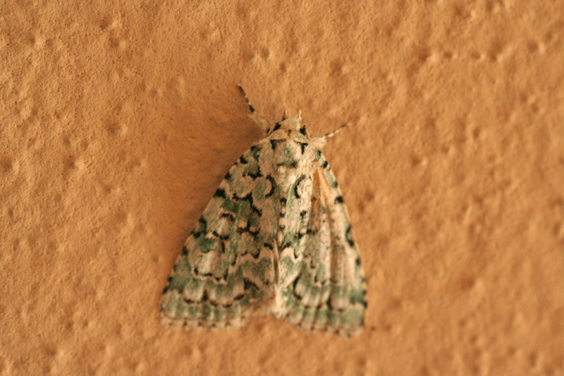 Grammodes bifasciata e Cryphia (Bryopsis) muralis