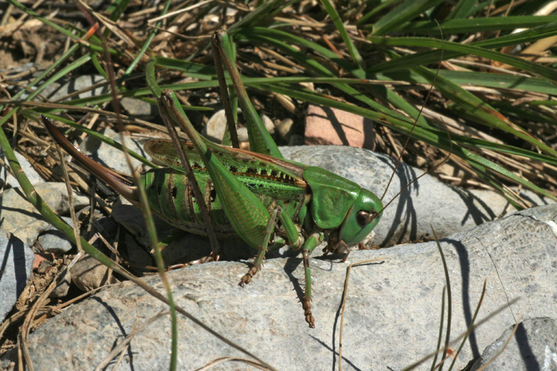 Decticus verrucivorus
