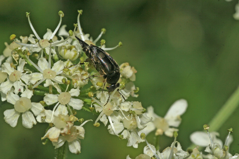 strano insetto ... - Mordellidae