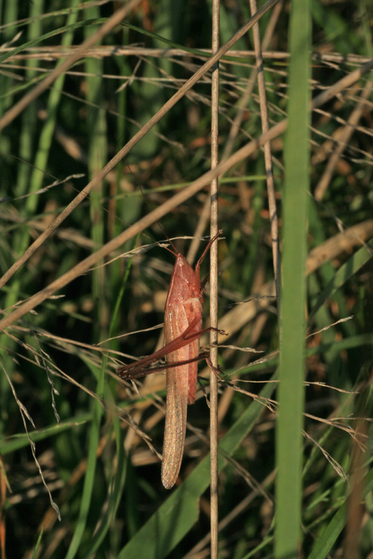 Ruspolia nitidula, violacea (Conocephalidae)