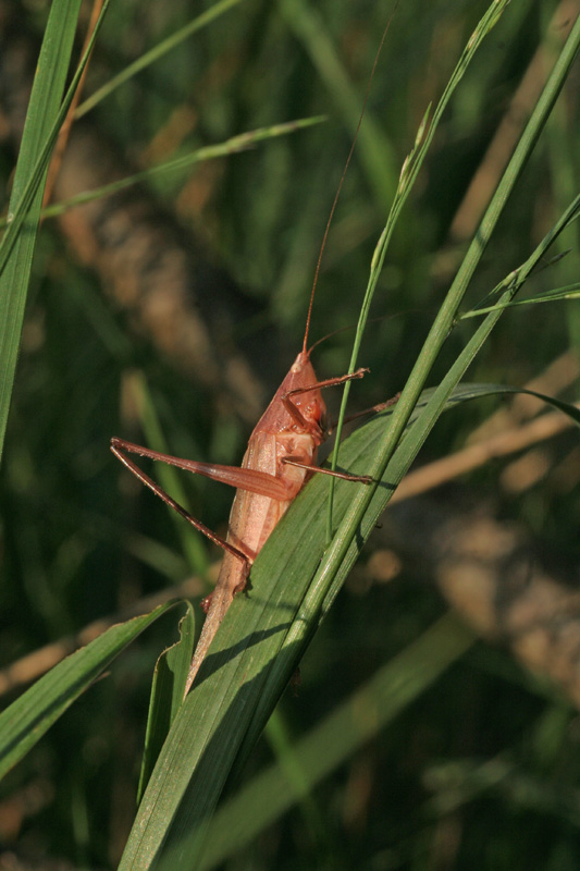 Ruspolia nitidula, violacea (Conocephalidae)