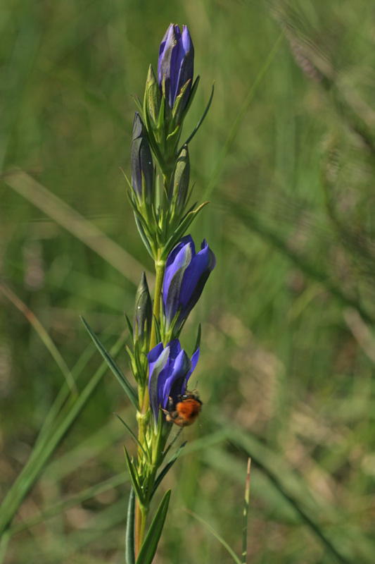 Gentiana pneumonanthe / Genziana mettimborsa