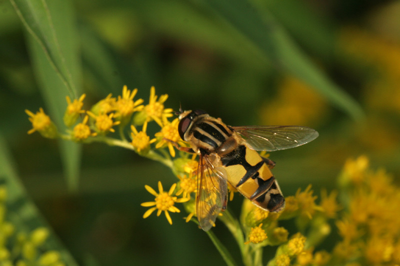 da determinare..Helophilus trivittatus