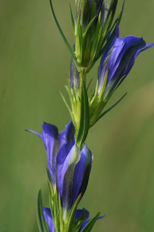 Gentiana pneumonanthe / Genziana mettimborsa