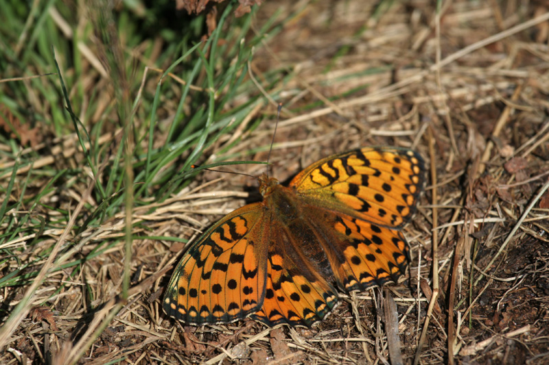 Speyeria (ex Argynnis) aglaja